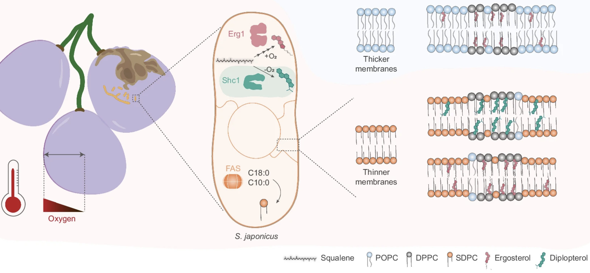 Horizontal acquisition of prokaryotic hopanoid ...