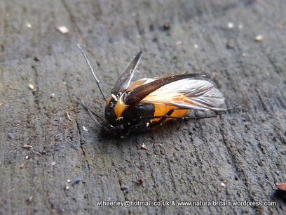 Metoecus paradoxus and the unsuspecting wasp | Insect Archive | Scoop.it