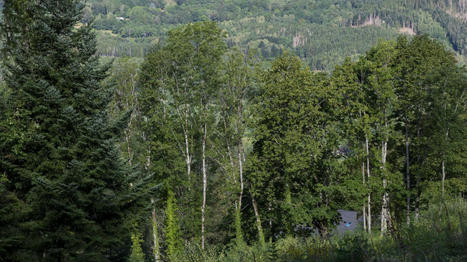 Le géomimétisme, ou comment imiter la nature pour préserver la biodiversité et limiter l'impact du changement climatique | Biodiversité | Scoop.it