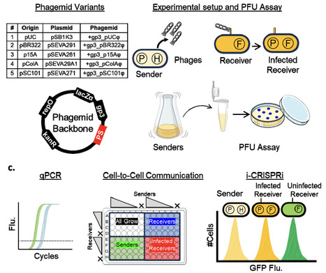 An M13 phagemid toolbox for engineering tuneable DNA communication in bacterial consortia | Brveco | RMH | Scoop.it