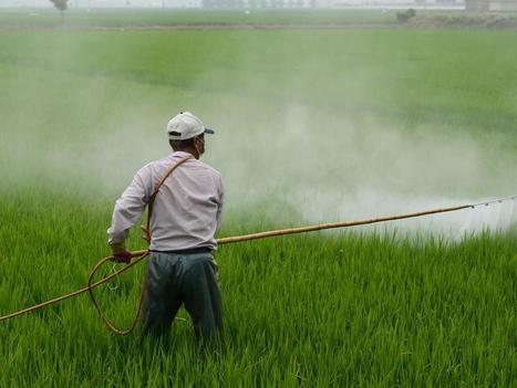 RD Congo : Le gouvernement rappelle l’existence des lois qui régulent l’usage des pesticides | Questions de développement ... | Scoop.it