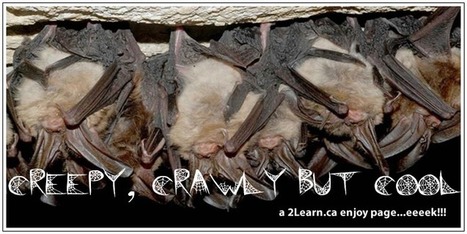 Creepy, Crawly but Cool: Halloween resources to teach about bats, spiders, and more... | iGeneration - 21st Century Education (Pedagogy & Digital Innovation) | Scoop.it