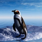 How to Penguin Proof Your Website - SEO Tips from Jeremy ... | Freakinthecage Webdesign Lesetips | Scoop.it