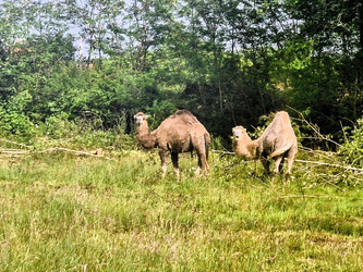 Insolite dans les Landes : des camélidés en mission éco-débroussaillage à Oeyreluy | Landes - Conseils municipaux & communautaires | Scoop.it