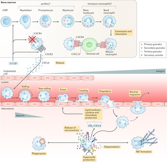 Neutrophils as emerging therapeutic target...