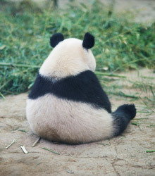 Fat Pandas and Thin Content | SEOmoz | Google Penalty World | Scoop.it