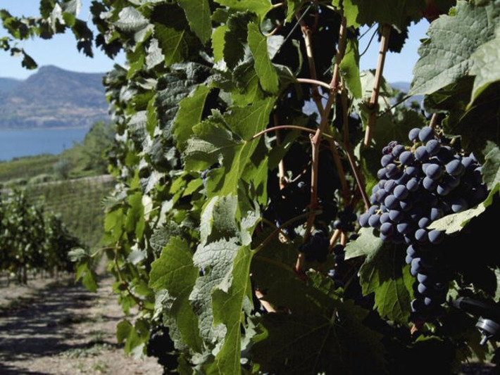 Opinion: A 50 per cent tariff is a wall &mdash; and a wake-up call for Canadian wine | Business Report - Making A Difference | Scoop.it