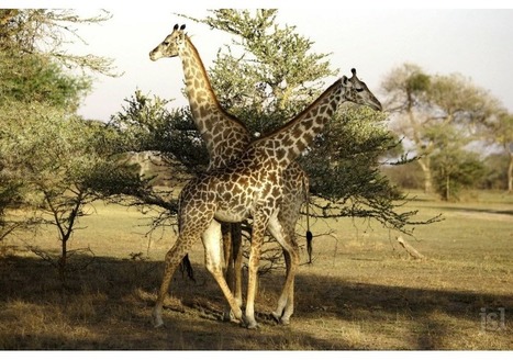 Extinction des espèces : quand les animaux deviennent des élixirs de magie noire | Agir pour la biodiversité ! | Scoop.it