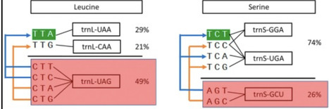 Creating the first synthetic plastid genome in plants | tin | RMH | Scoop.it