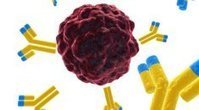 Clinical Immunology Service - University of Birmingham | Immunology Diagnosis | Scoop.it