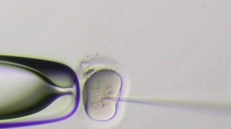 EXCLUSIVE: First human embryos edited in U.S., using CRISPR | IELTS, ESP, EAP and CALL | Scoop.it