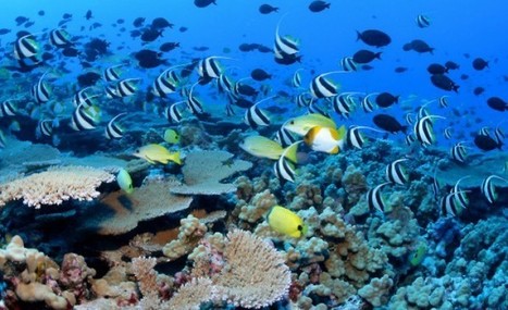 Biodiversité : « Les aires marines protégées, insuffisantes pour protéger le patrimoine génétique des coraux » | Biodiversité | Scoop.it