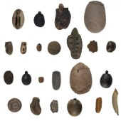 Site complet Phasmes & Phyllies | Insect Archive | Scoop.it