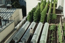 L’agriculture urbaine: une bonne graine pour la résilience - Journal de l'environnement | ESPACES VEGETALISES URBAINS | Scoop.it