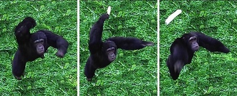 &raquo; Poop-Throwing Chimps Provide Hints of Human Origins | Strange days indeed... | Scoop.it