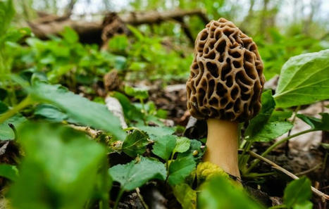 Un algorithme dévoile les bons coins à champignons et est maudit par les rois de la cueillette | Biodiversité - @ZEHUB on Twitter | Scoop.it