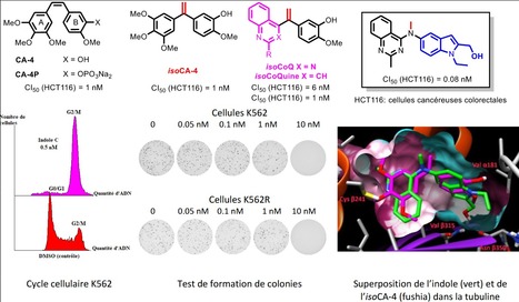 Propriétés antitumorales d’indoles apparentés à la combrétastatine A-4 | Life Sciences Université Paris-Saclay | Scoop.it