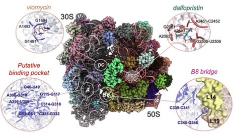 Multiscale Modeling of the Bacterial Ribosome to Identify Potential Peptide Modulators and Their Allosteric Effects | acs | RMH | Scoop.it