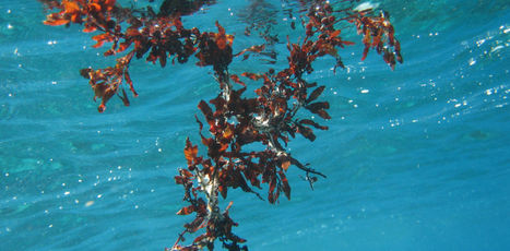 Sea the possibilities: to fight climate change, put seaweed in the mix | Futures Thinking and Sustainable Development | Scoop.it