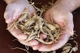 Ginseng, ferns and an ancient dialect | Cultural Geography | Scoop.it