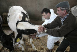 La FAO appelle à une vaccination massive du bétail pour contenir le virus de la dermatose nodulaire contagieuse en Europe de l’Est et dans les Balkans | Lait de Normandie... et d'ailleurs | Scoop.it