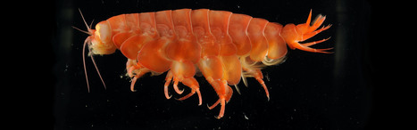 Les scientifiques du Mus&eacute;um d'histoire naturelle de Londres ont d&eacute;crit 552 nouvelles esp&egrave;ces en 2021 #3 | EntomoNews | Scoop.it