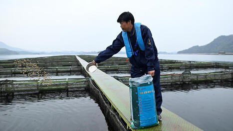 La Chine, premier producteur mondial de caviar - Chronique des mati&egrave;res premi&egrave;res | Wuhan, Hubei | Scoop.it