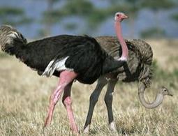 Mystery of the male ostrich's erection solved - life - 14 December 2011 - New Scientist | Science News | Scoop.it