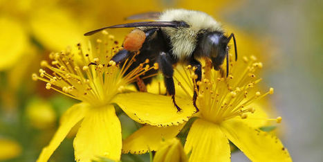 Le « GIEC de la biodiversité » consacre l’importance cruciale des pollinisateurs | Biodiversité | Scoop.it