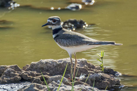 Photographing Killdeer in Cuba | Mirrorless Cameras | Scoop.it