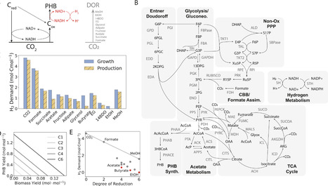 Mixotrophy for carbon-conserving waste upcycling | PLOS | RMH | Scoop.it
