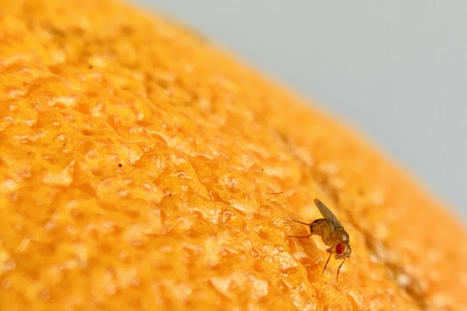 L'isolement social peut entraîner une surconsommation alimentaire et un manque de sommeil… si vous êtes une "mouche des fruits" [sic] | EntomoNews | Scoop.it