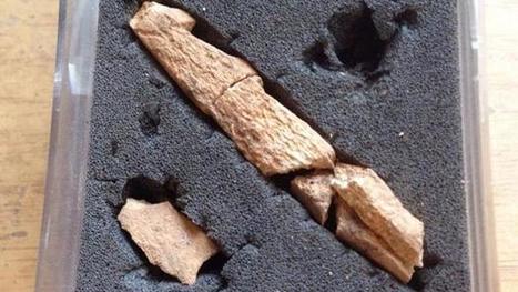 Encuentran dos arpones de pesca de hace 15000 a&ntilde;os en la Cova del Parco (Lleida) | Aux origines | Scoop.it