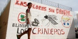 Colombie : Epidémie de dengue, 129 morts sont à déplorer | EntomoNews | Scoop.it