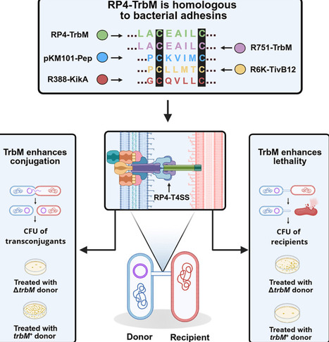 Structural basis for TrbM-enhanced conjugation and interbacterial killing in the RP4 plasmid | iSci | RMH | Scoop.it