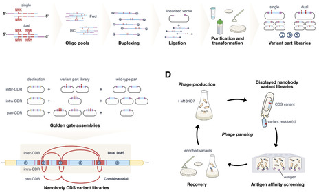 Simple high-throughput encoding of deep mutational scanning libraries by oligo-based Golden Gate assembly | Brvt | RMH | Scoop.it