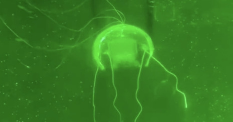 New biomimetic jellyfish robot revolutionizes deep-sea surveillance | Biomimicry 3.8 | Scoop.it