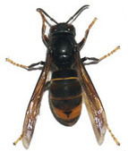 Le frelon asiatique bient&ocirc;t class&eacute; nuisible ? - [TARBES INFOS] | Vall&eacute;es d'Aure & Louron - Pyr&eacute;n&eacute;es | Scoop.it