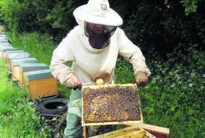 Les abeilles crient famine | EntomoNews | Scoop.it