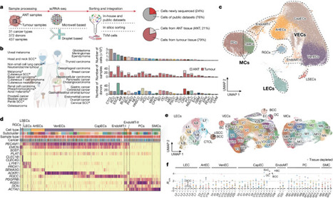 Tumour vasculature at single-cell resolution | Immunology | Scoop.it