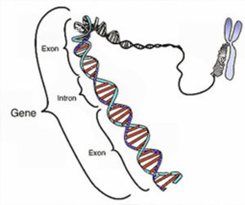 Researchers decipher manic gene | Kinsanity | Scoop.it