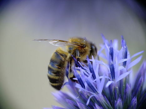 Ottawa tarde &agrave; prot&eacute;ger ses abeilles (VID&Eacute;O) | EntomoNews | Scoop.it