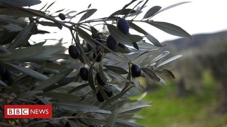 Olives pitting US against EU in global trade fight | Fiscal Policy & Regulation | Scoop.it