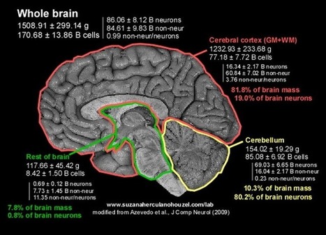Your big brain makes you human – count your neurons when you count your blessings | Science News | Scoop.it
