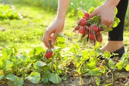 Les 10 conseils pour un potager bio - Le Wiki du bricoleur | Le coin des bricoleurs - Votre communaut&eacute; | La gazette des bricoleurs | Scoop.it