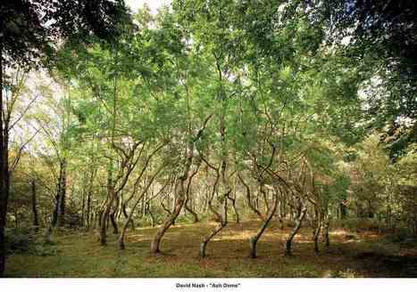 David Nash: "Ash Dome" | Art Installations, Sculpture, Contemporary Art | Scoop.it