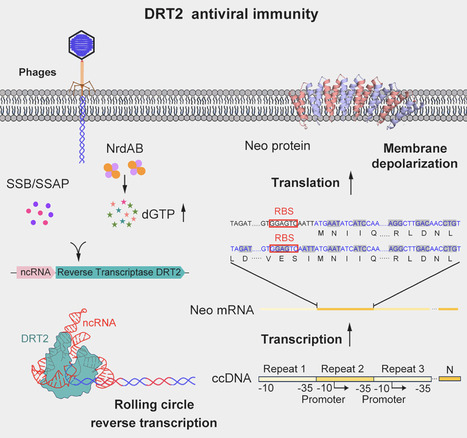 Dual sensing activates antiviral reverse transcriptase for membrane targeting | chm | RMH | Scoop.it