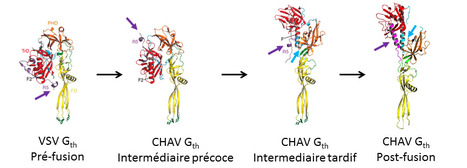 Structure cristallographique d&rsquo;interm&eacute;diaires pour la glycoprot&eacute;ine du virus Chandipura responsable d&rsquo;enc&eacute;phalites mortelles chez les enfants | Life Sciences Universit&eacute; Paris-Saclay | Scoop.it