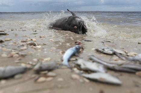 Florida Red Tide Update: County Collects 150 Tons of Dead Fish, Prepares for State of Emergency | Coastal Restoration | Scoop.it