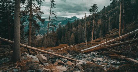 Plaidoyer pour inclure le secteur forestier dans le calcul des GES | Ils parlent de nous ! | Scoop.it